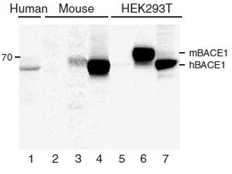 a00322 bace1 primary antibodies wb testing 6