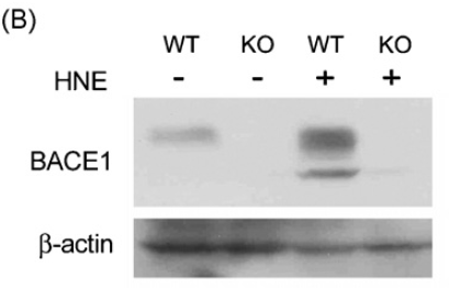 a00322 bace1 primary antibodies wb testing 9