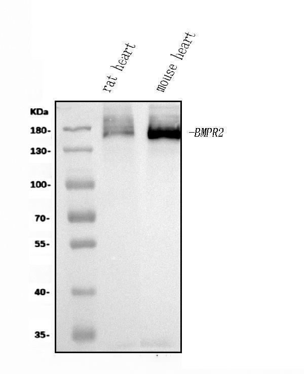 a00324 2 bmpr2 primary antibodies wb testing 1