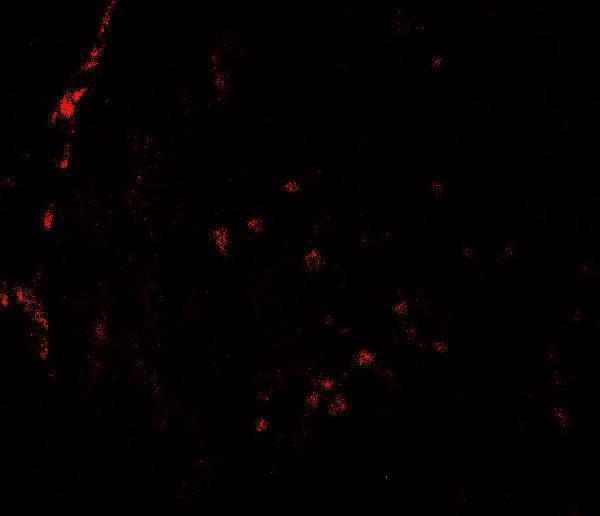 Immunofluorescence of HDAC2 in rat testis tissue with HDAC2 antibody at 20 μg/mL