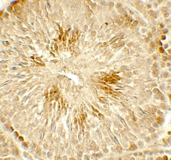 Immunohistochemistry of HDAC2 in rat testis tissue with HDAC2 antibody at 5 μg/mL