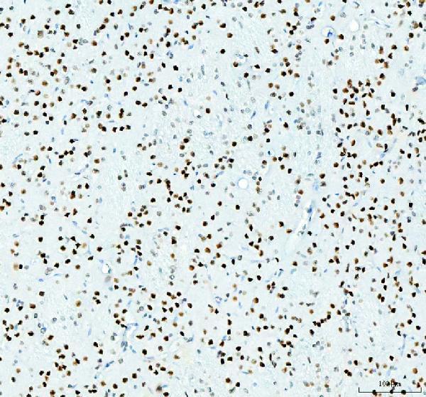 a00325 3 hdac2 primary antibodies ihc testing 8_1