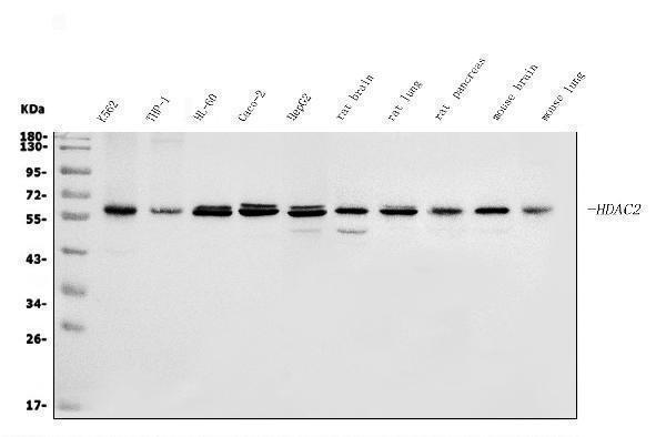  Western blot analysis of HDAC2 using anti-HDAC2 antibody (A00325-3)