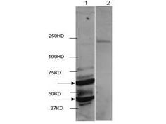 Western Blot of Rabbit anti-HDAC2 antibody
