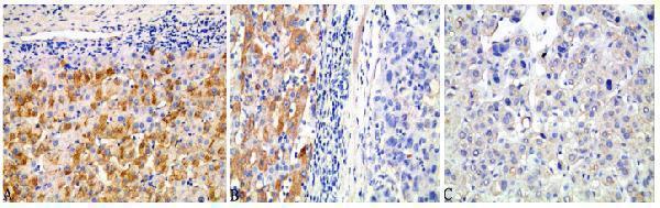 a00327 1 becn1 primary antibodies ihc testing 12