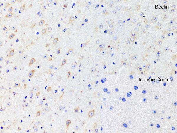 a00327 1 becn1 primary antibodies ihc testing 6