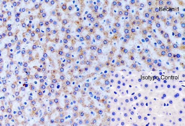 a00327 1 becn1 primary antibodies ihc testing 8