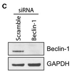 a00327 1 becn1 primary antibodies wb testing 10