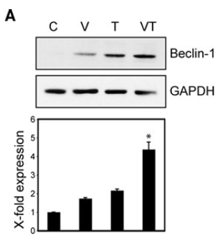 a00327 1 becn1 primary antibodies wb testing 13