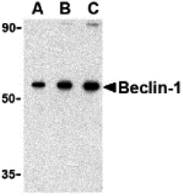 a00327 1 becn1 primary antibodies wb testing 2