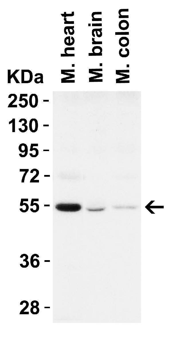 a00327 1 becn1 primary antibodies wb testing 3