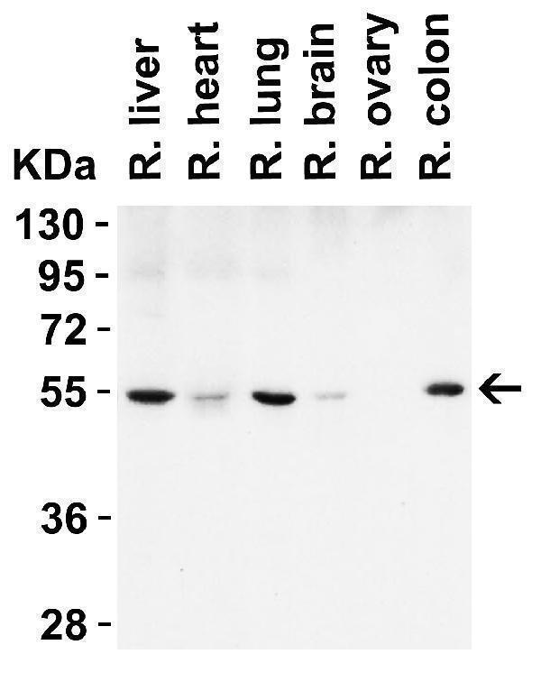 a00327 1 becn1 primary antibodies wb testing 4