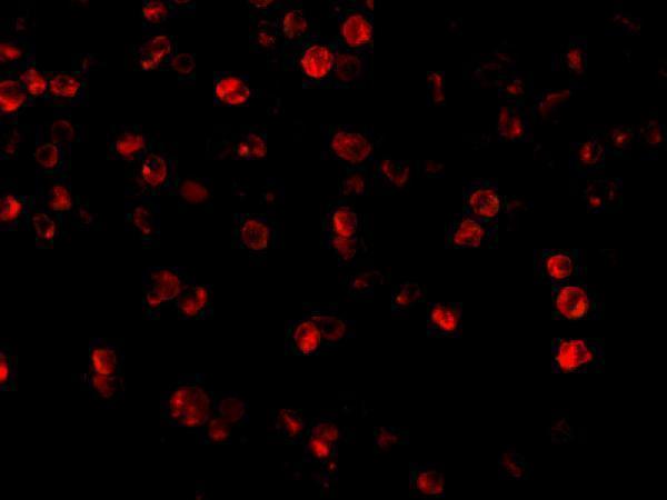 Immunofluorescence of Beclin-1 in A431 cells with Beclin-1 antibody at 2 μg/mL