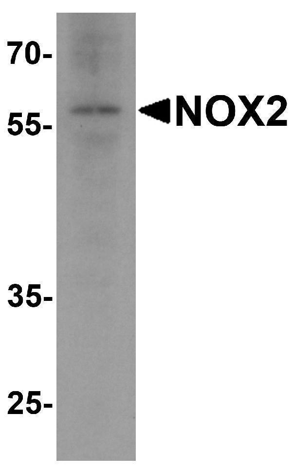 Western blot analysis of NOX2 in rat brain tissue lysate with NOX2 antibody at 1 μg/ml