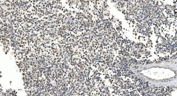 a00328 3 cybb primary antibodies ihc testing 5