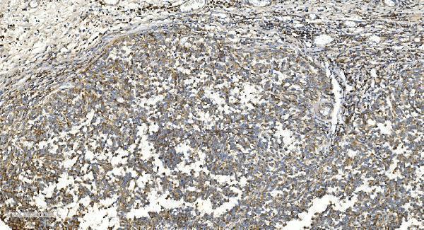 a00328 3 cybb primary antibodies ihc testing 6