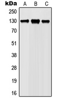 a00330y1022 jak1 primary antiboties wb testing 1