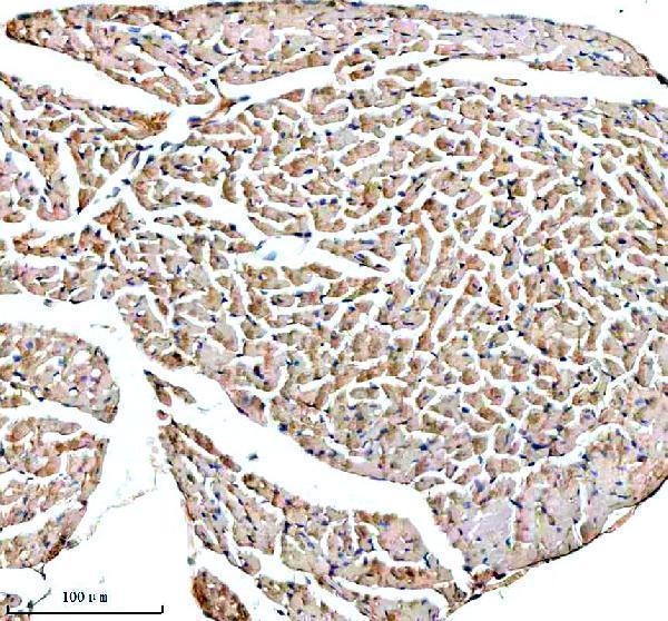 IHC analysis of PAM using anti-PAM antibody (A00332-2)