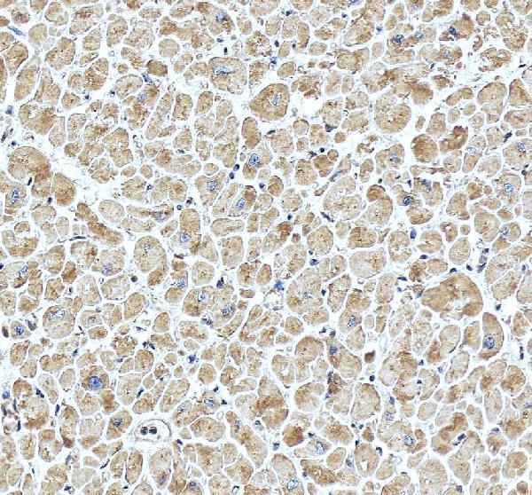 a00332 2 pam primary antibodies ihc testing 4