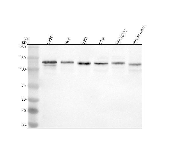 Western blot analysis of PAM using anti-PAM antibody (A00332-2)