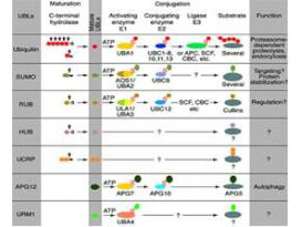 Most modifiers mature by proteolytic processing from inactive precursors (a; amino acid)