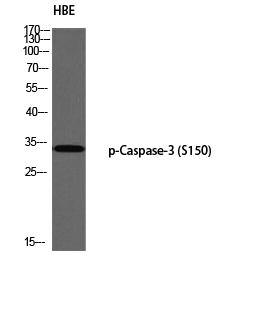 Western blot analysis of HBE using p-Caspase-3 (S150) antibody