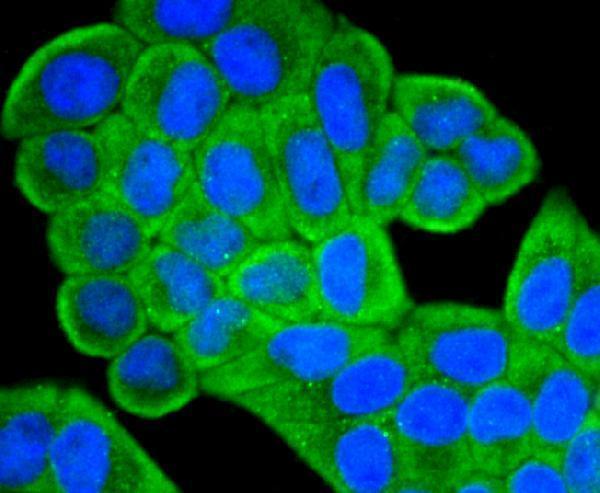 ICC staining IGF2 in Hela cells (green)