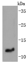 Western blot analysis of IGF2 on human placenta lysates using anti-IGF2 antibody at 1/1,000 dilution