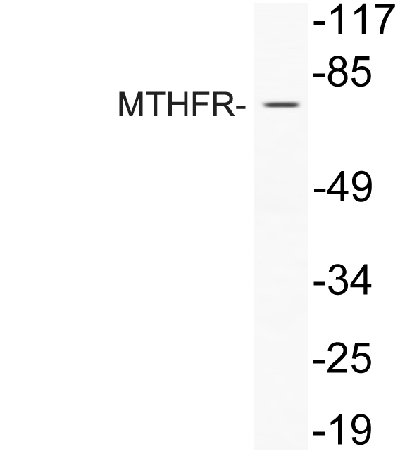 a00336 mthfr primary antibodies wb testing 3