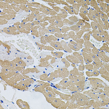 Immunohistochemistry of paraffin-embedded rat heart using CAST antibody  at dilution of 1:100 