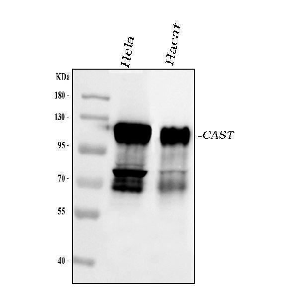 a00337 calpastatin primary antibodies wb testing 1