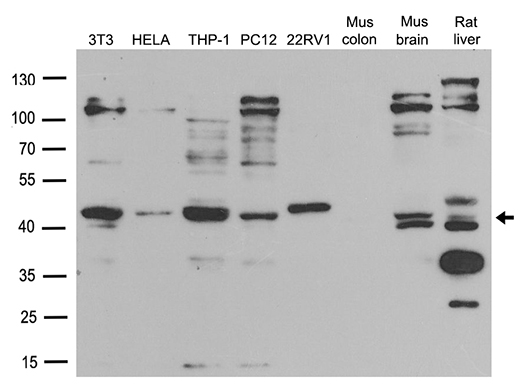 Western blot analysis of extracts (35ug) from different cell lines or tissues by using anti-BMP2 rabbit polyclonal antibody (A00338)
