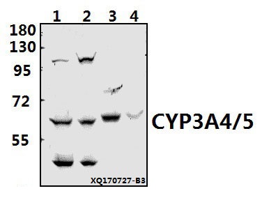 Western blot (WB) analysis of CYP3A4/5 (F386) pAb at 1:500 dilution
Lane1:HepG2 whole cell lysate(40ug)
Lane2:A549 whole cell lysate(40ug)
Lane3:The Liver tissue lysate of Rat(40ug)
Lane4:The Liver tissue lysate of Mouse(40ug)