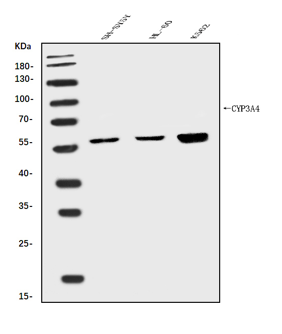 a00339 2 cyp3a4 primary antibodies wb testing 1