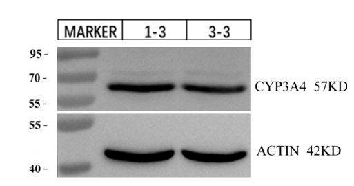 a00339 2 cyp3a4 primary antibodies wb testing 2