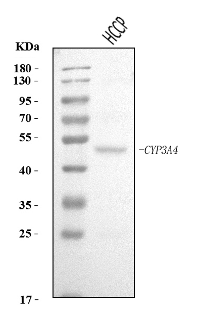  Western blot analysis of Cytochrome P450 3A4/CYP3A4 using anti-Cytochrome P450 3A4/CYP3A4 antibody (A00339-3)