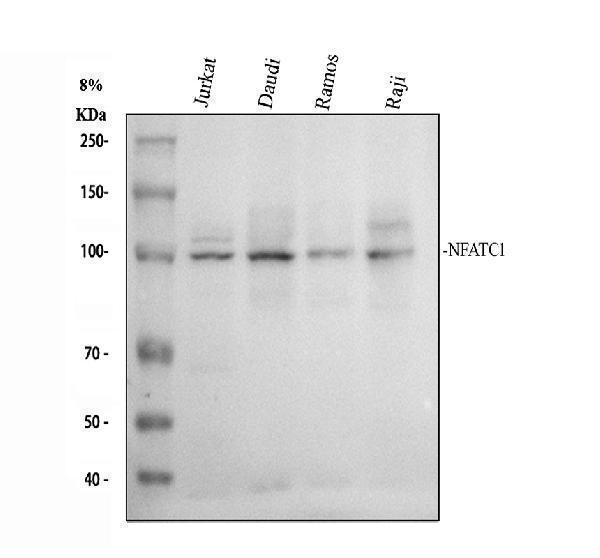 a00340 1 nfat2 primary antibodies wb testing 1