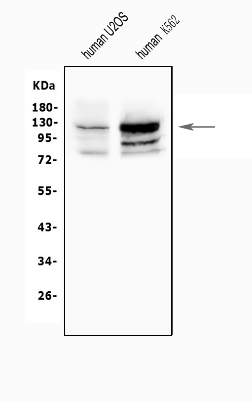  Western blot analysis of NFAT2/NFATC1 using anti-NFAT2/NFATC1 antibody (A00340-2)