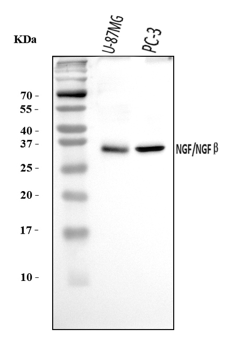  Western blot analysis of NGF using anti-NGF antibody (A00341-3)