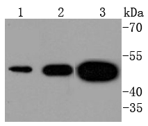 Western blot analysis of Tissue Factor on different lysates using anti-Tissue Factor antibody at 1/1,000 dilution
