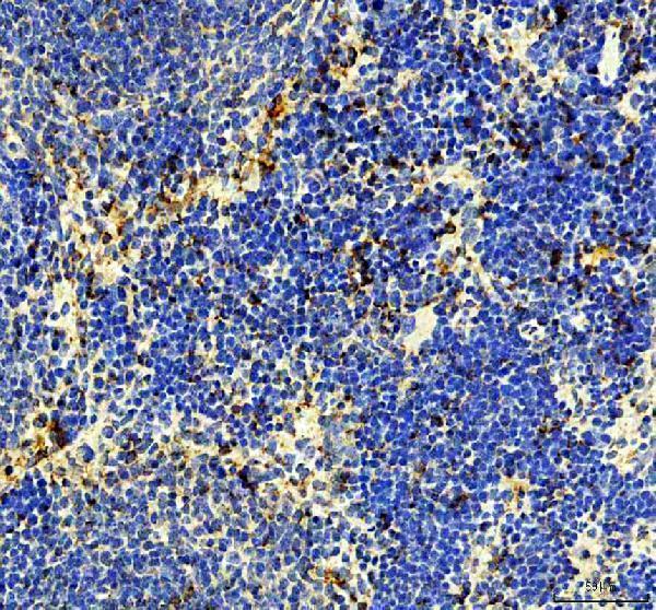 IHC analysis of CD4 using anti-CD4 antibody (A00344-2)