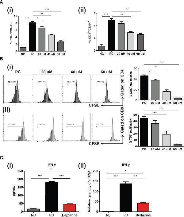 The effects of berberine on CD4 + and CD8 + T cell apoptosis, activation, and proliferation in vitro 