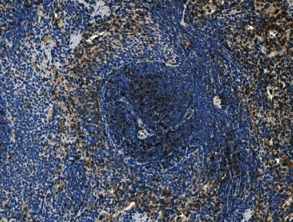  IHC analysis of Cd4 using anti-Cd4 antibody (A00344-3)