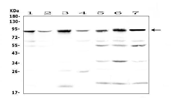 a00345 1 bap1 primary antibodies wb testing 1
