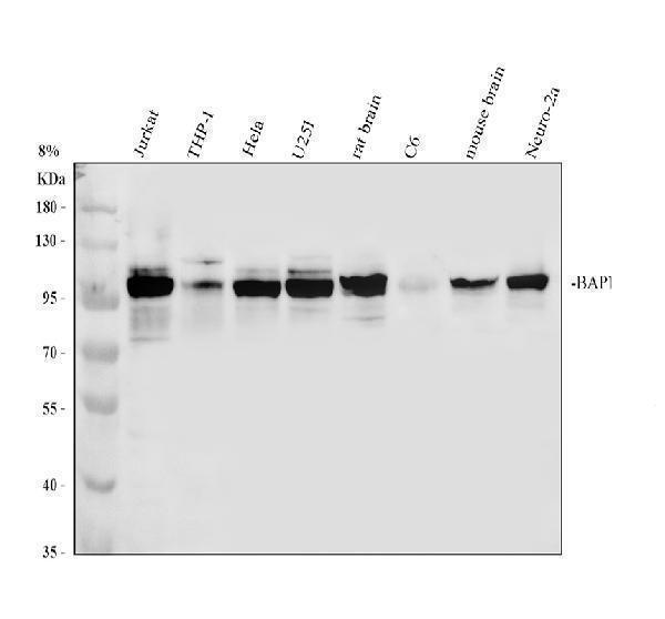 Western blot analysis of BAP1 using anti-BAP1 antibody (A00345-2)