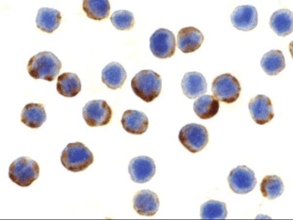 a00346 1 atg7 primary antibodies icc testing 2