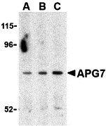 a00346 1 atg7 primary antibodies wb testing 1
