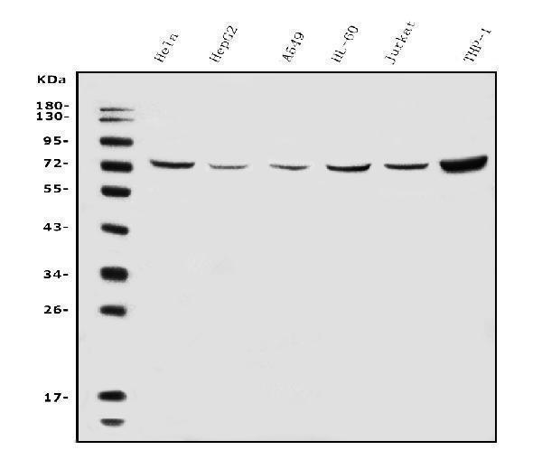 a00346 4 atg7 primary antibodies wb testing 1
