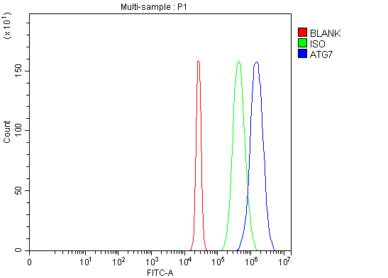 a00346 5 atg7 primary antibodies fcm testing 8