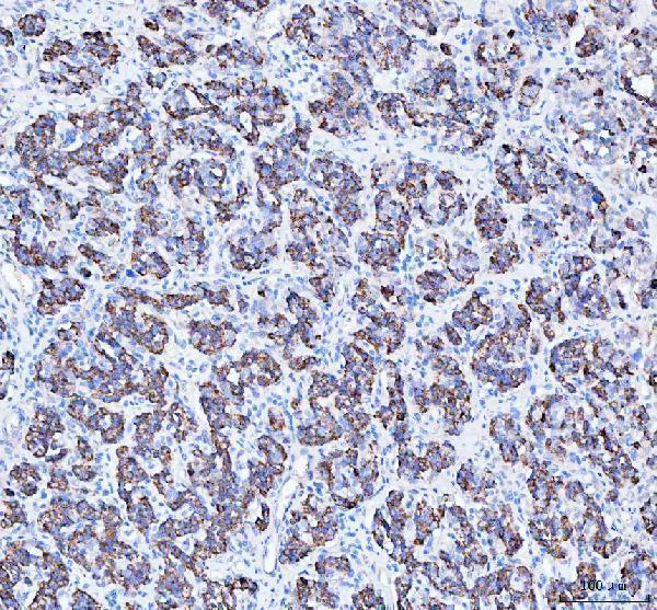 a00346 5 atg7 primary antibodies ihc testing 4